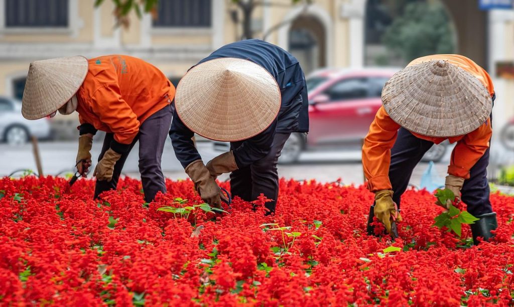 Hoveniersbedrijf in Groningen: professionele tuinman transformeert tuin in prachtige groene ruimte